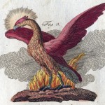 Phoenix Phoenix