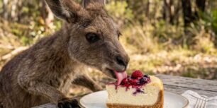 Cheesecake in Australia